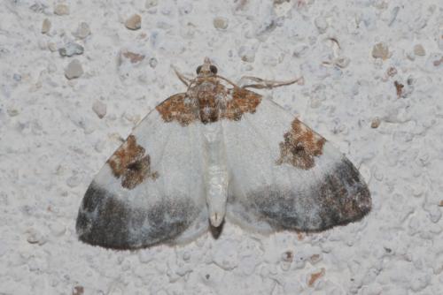 Plemyria rubiginata
